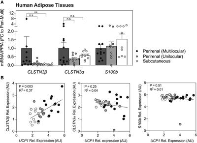 Calsyntenin 3β Is Dynamically Regulated by Temperature in Murine Brown Adipose and Marks Human Multilocular Fat